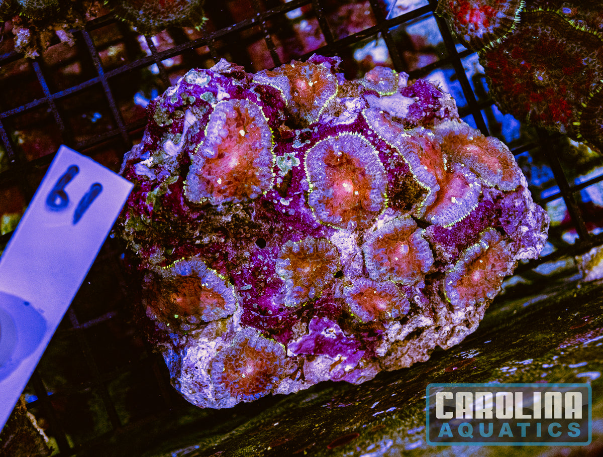 WYSIWYG 61 Mushroom