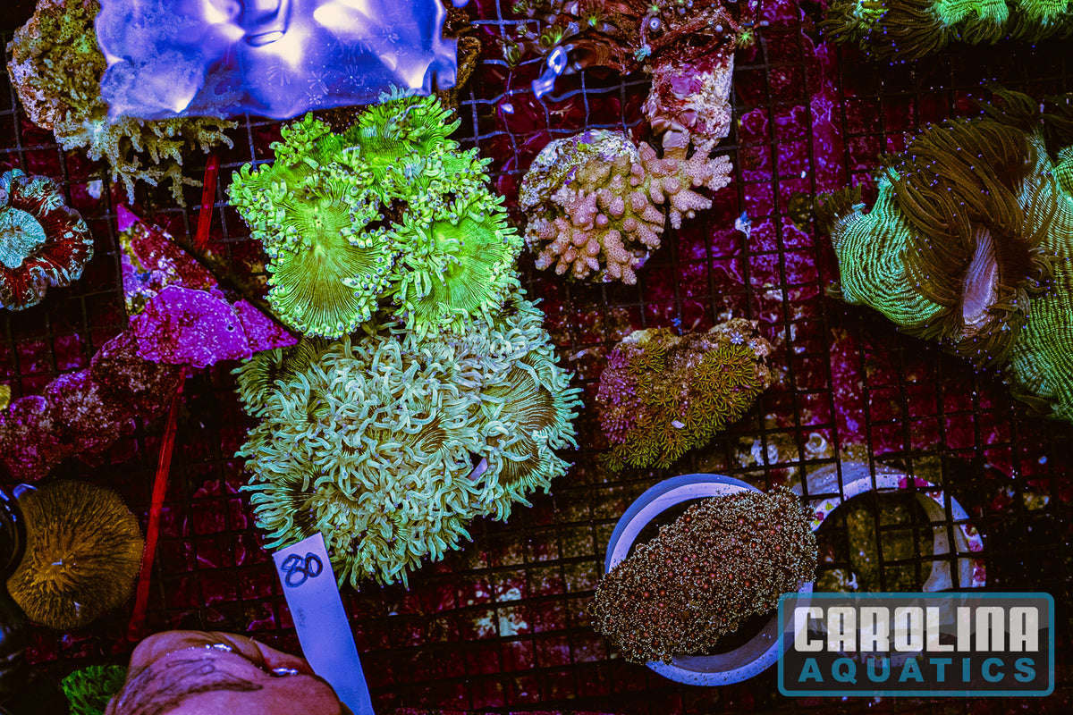 WYSIWYG 80 Coral Lot (23pcs)