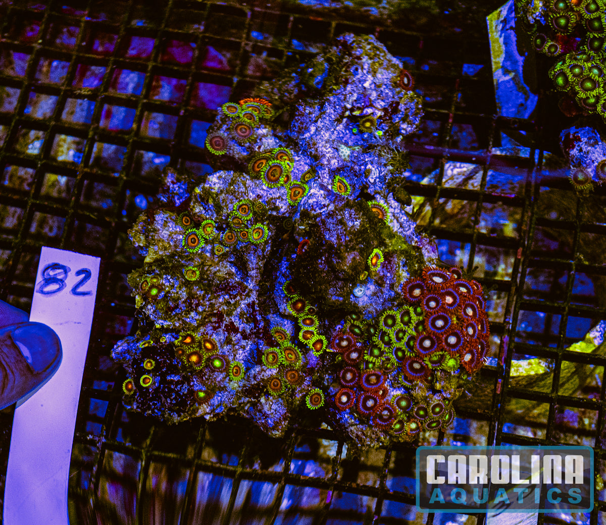WYSIWYG 82 Fiji Zoa