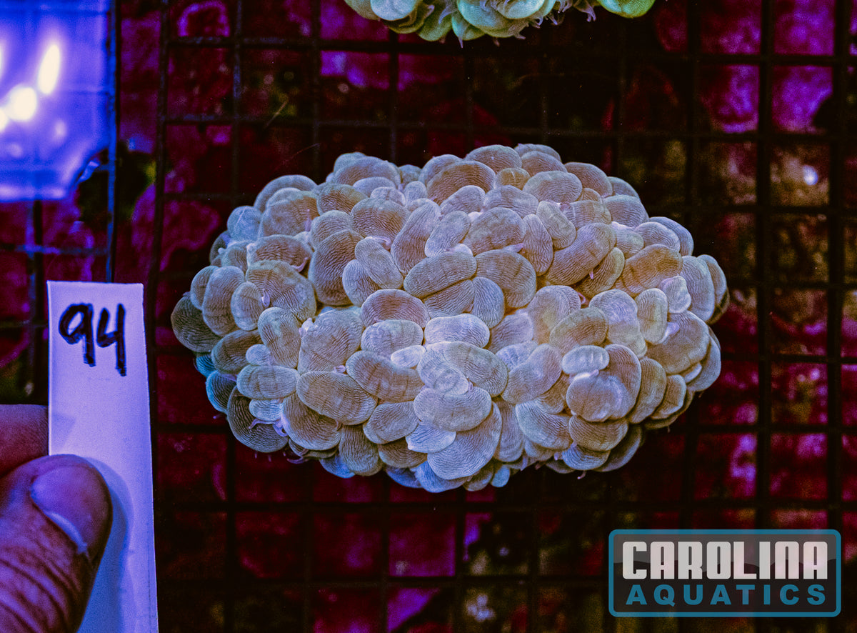 WYSIWYG 94 Bubble Coral