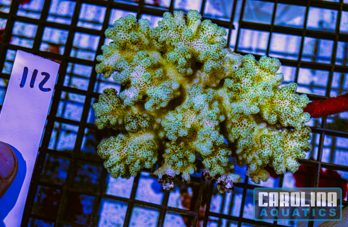 WYSIWYG 112 Pocillopora