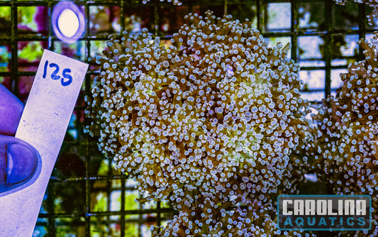 WYSIWYG 125 Frogspawn