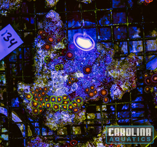 WYSIWYG 134 Fiji Zoa