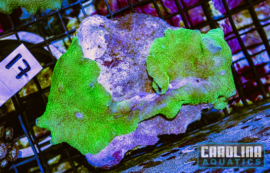 WYSIWYG 17 Mushroom
