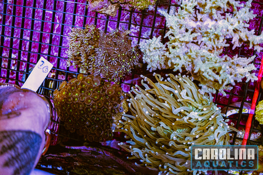 WYSIWYG 20 Coral Lot (24pcs)