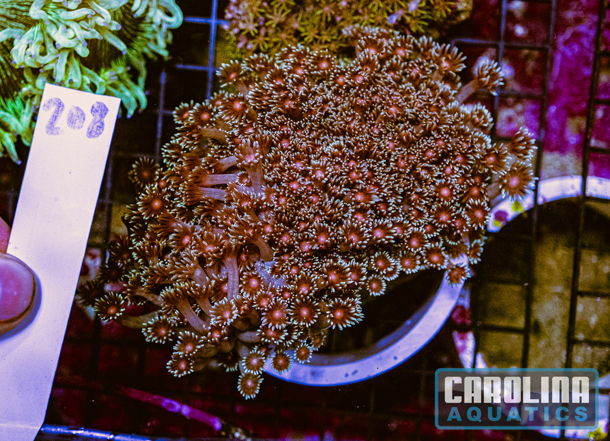 WYSIWYG 208 Goniopora
