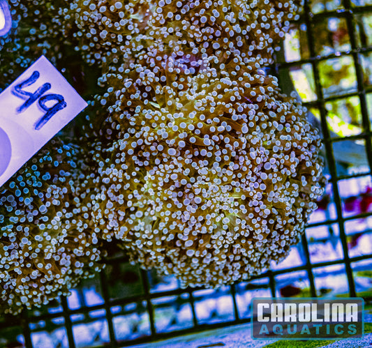 WYSIWYG 49 Frogspawn