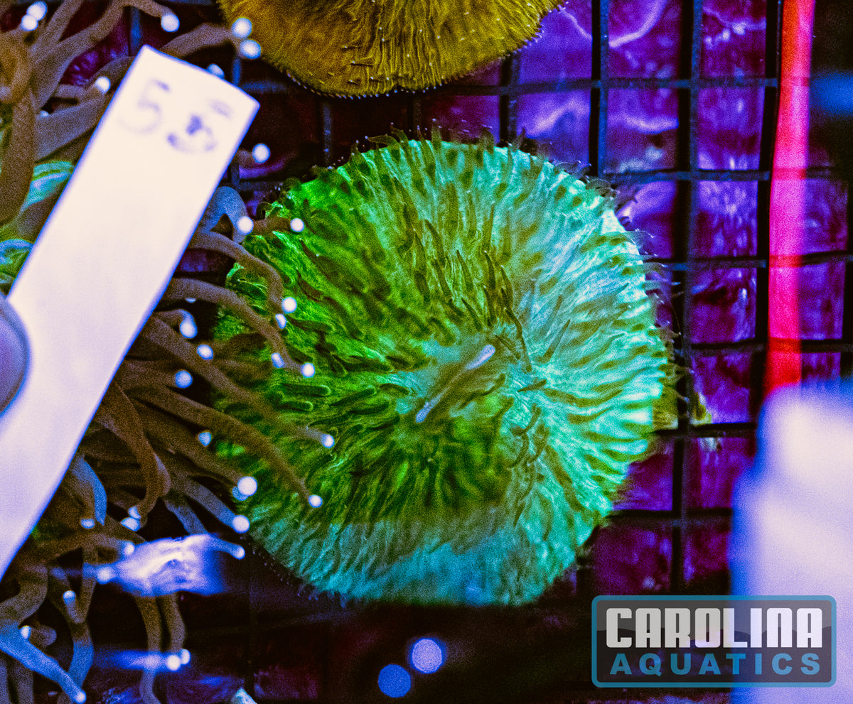 WYSIWYG 55 Plate Coral