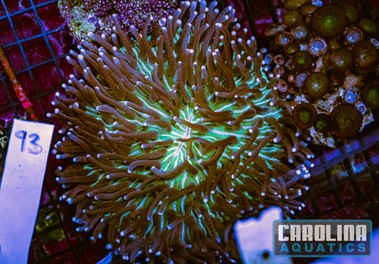 WYSIWYG 93 Plate Coral