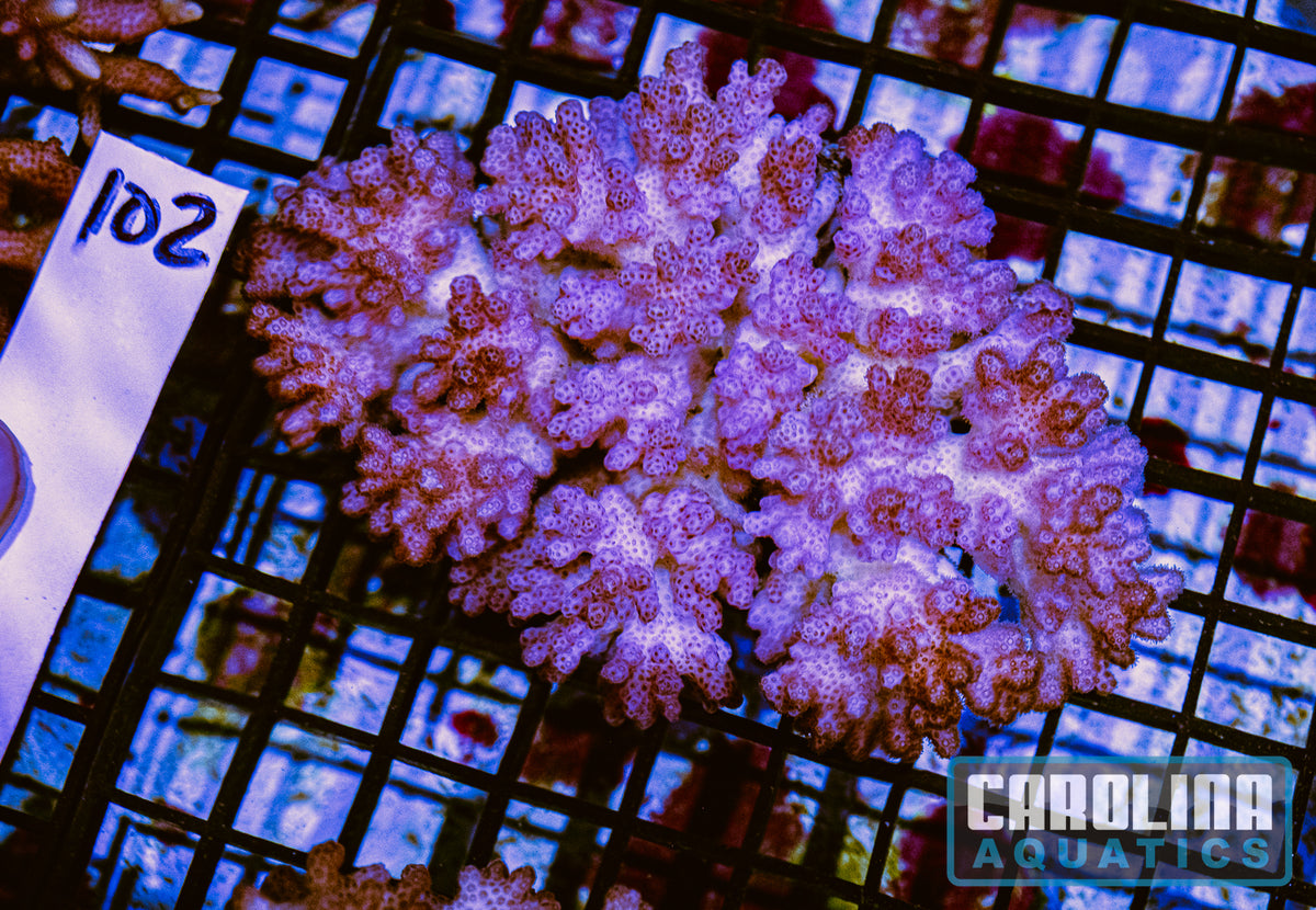 WYSIWYG 102 Pocillopora