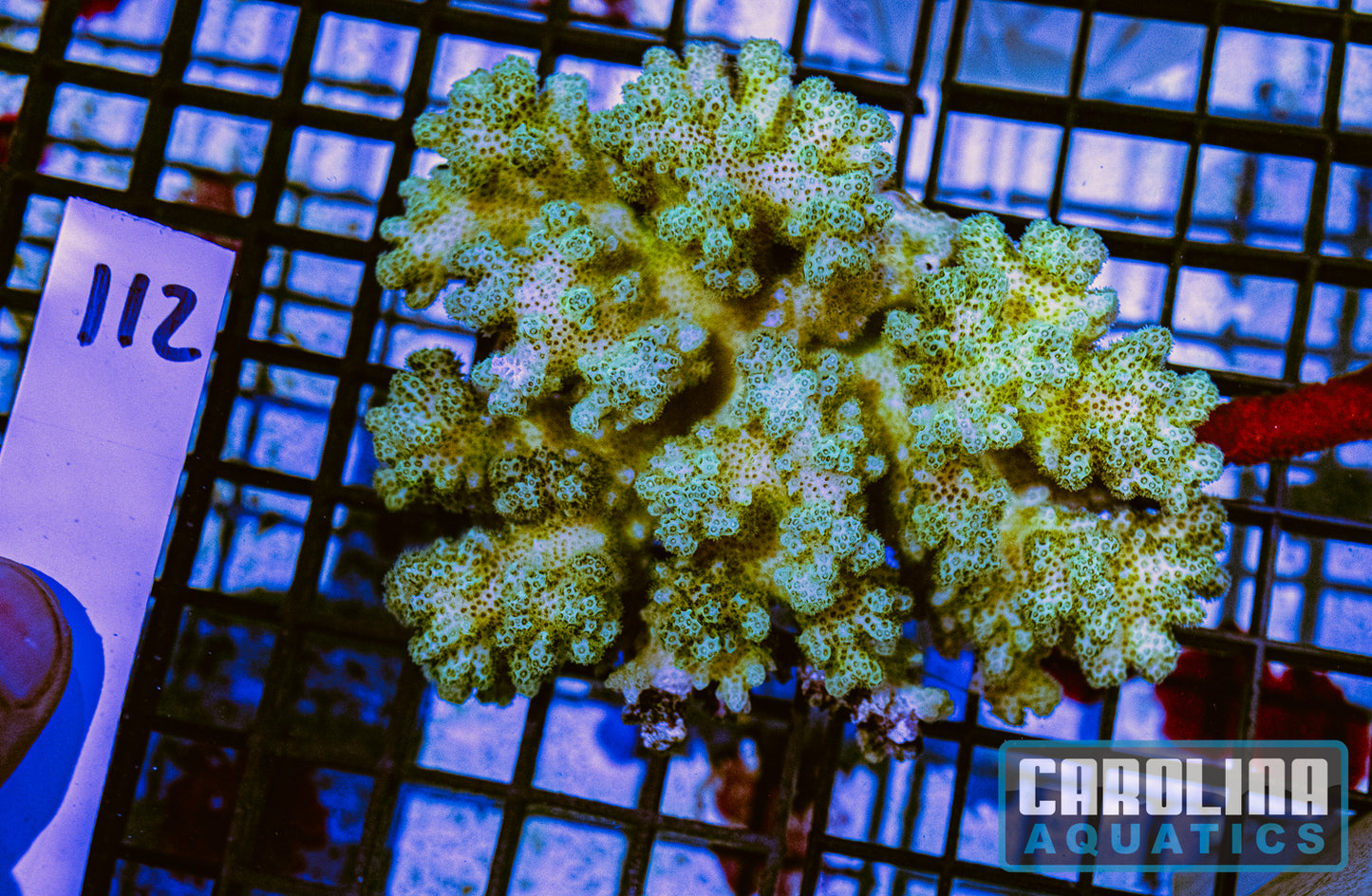 WYSIWYG 112 Pocillopora