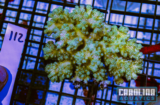 WYSIWYG 112 Pocillopora