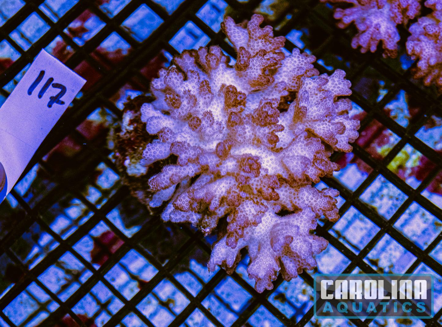 WYSIWYG 117 Pocillopora