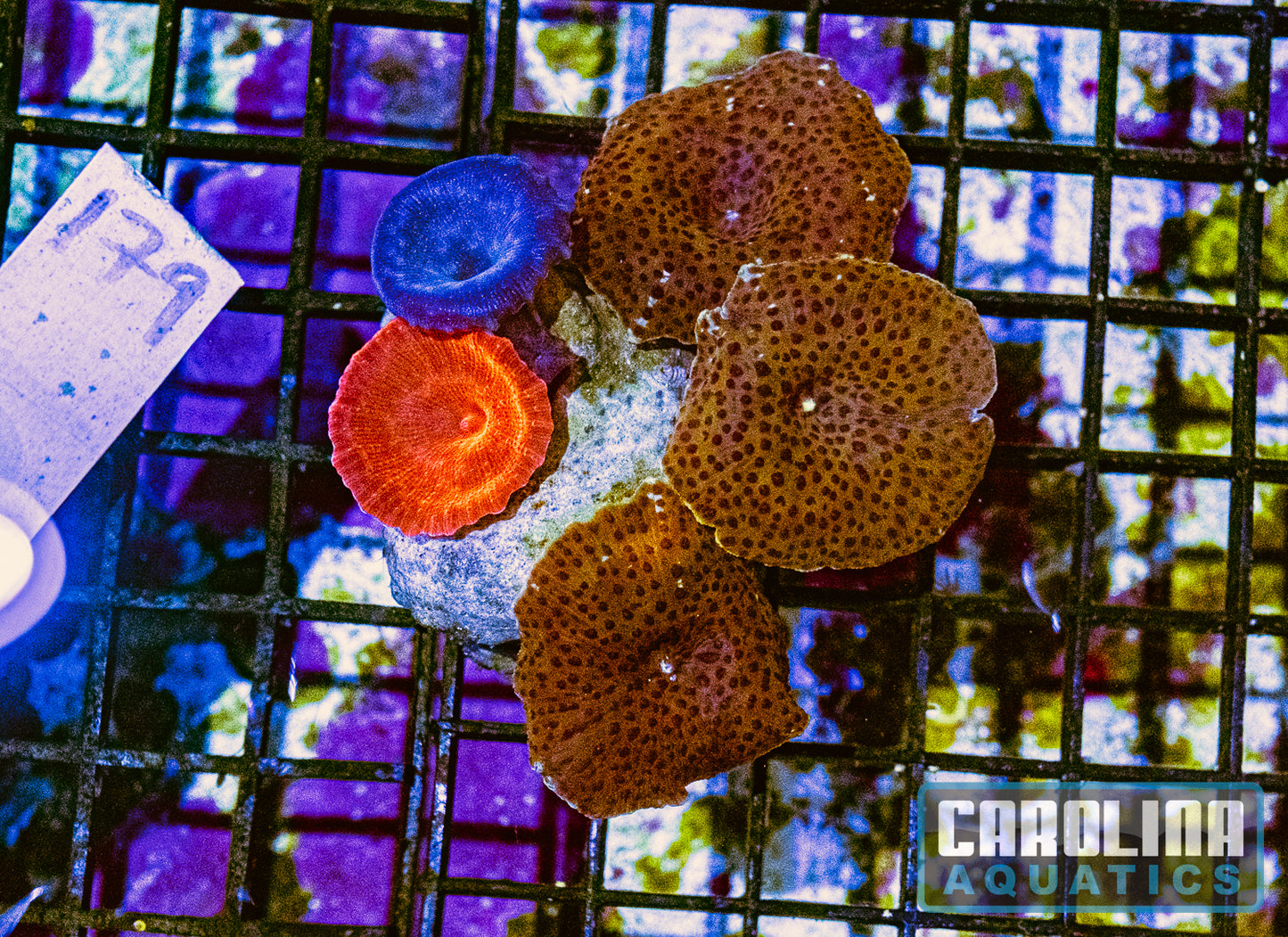 WYSIWYG 179 Mushroom