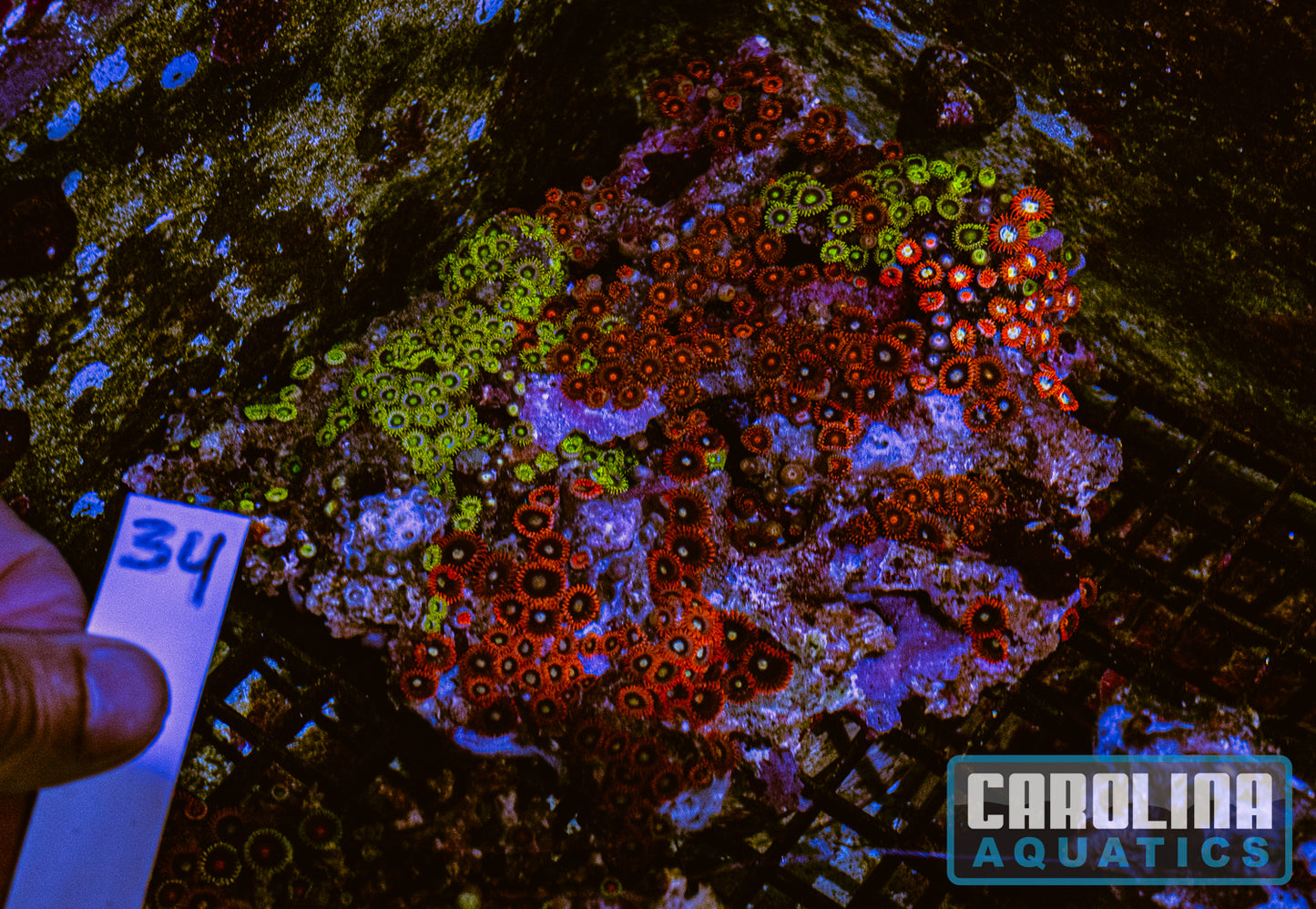 WYSIWYG 34 Fiji Zoa