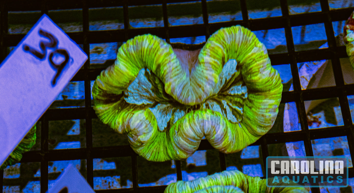 WYSIWYG 39 Open Brain