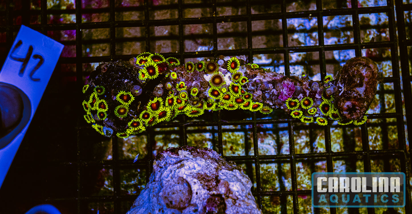 WYSIWYG 42 Fiji Zoa