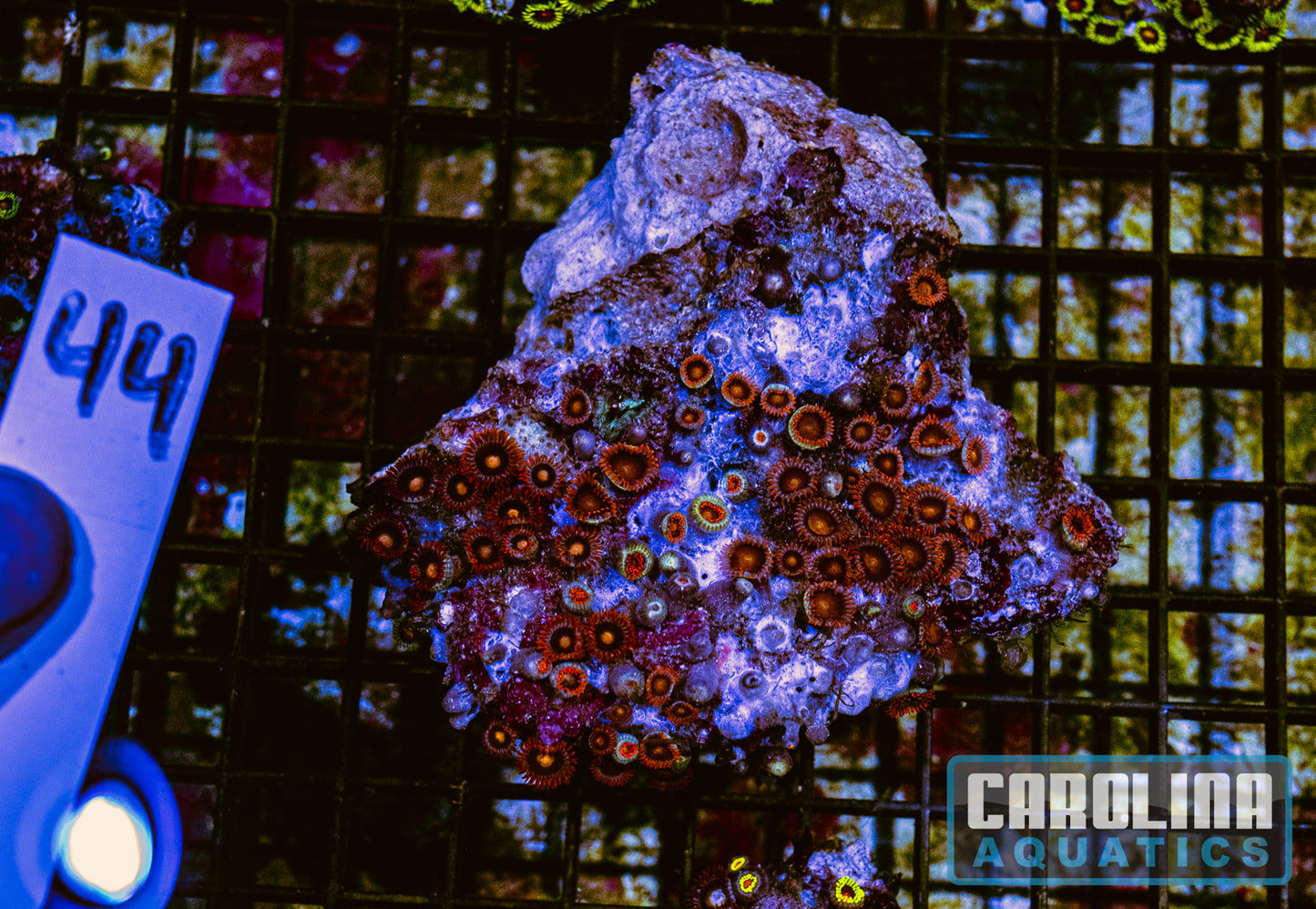 WYSIWYG 44 Fiji Zoa