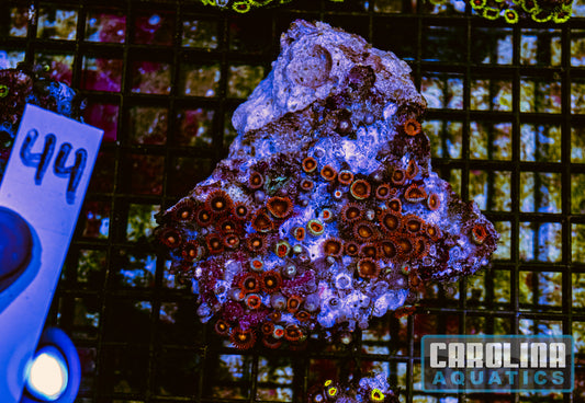 WYSIWYG 44 Fiji Zoa