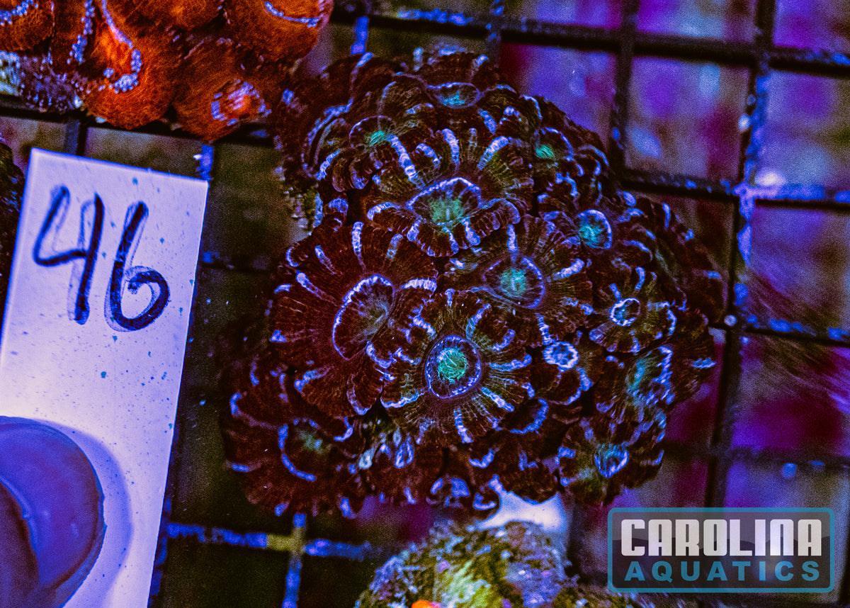 WYSIWYG 46 Acan