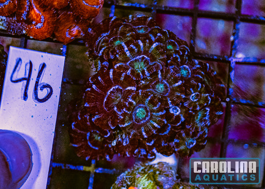 WYSIWYG 46 Acan