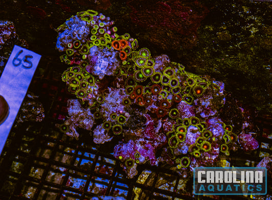 WYSIWYG 65 Fiji Zoa