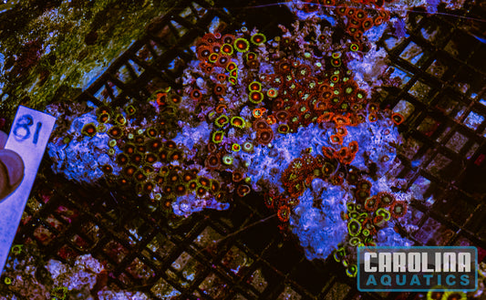 WYSIWYG 81 Fiji Zoa