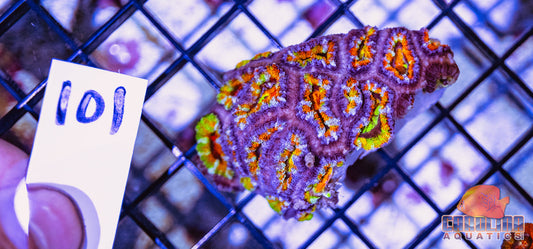 WYSIWYG 101 Acan