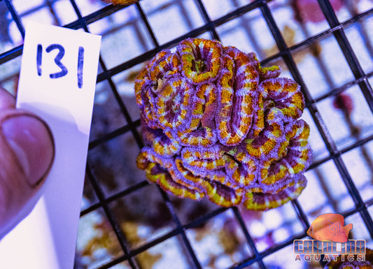 WYSIWYG 131 Acan