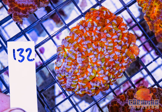 WYSIWYG 132 Acan