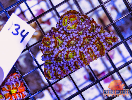 WYSIWYG 134 Acan