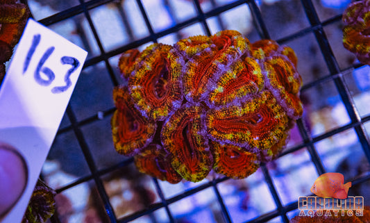 WYSIWYG 163 Acan