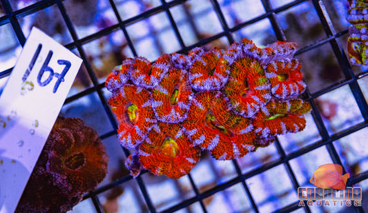 WYSIWYG 167 Acan