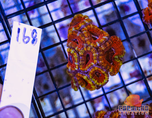 WYSIWYG 168 Acan