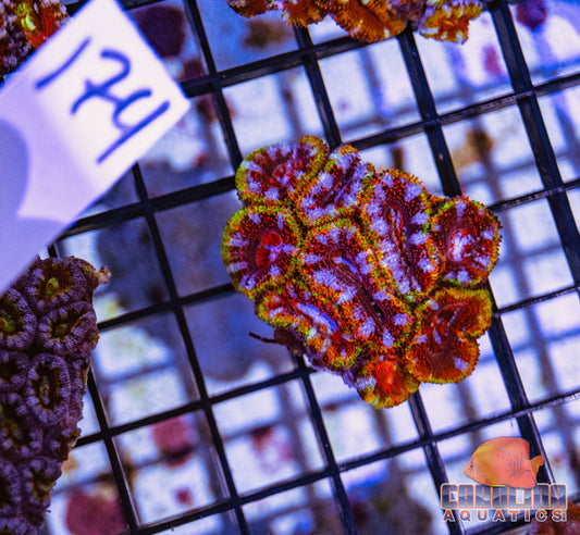 WYSIWYG 174 Acan
