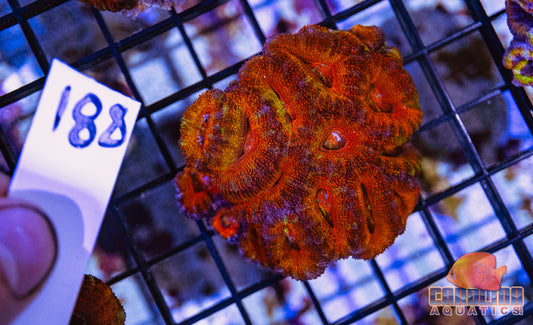WYSIWYG 188 Acan