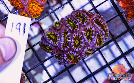 WYSIWYG 191 Acan