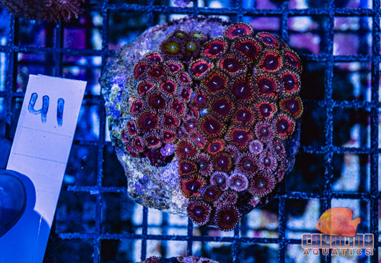 WYSIWYG 41 Zoa