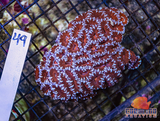 WYSIWYG 49 Acan