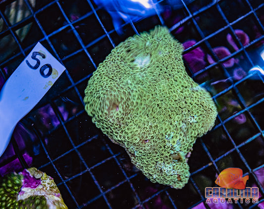 WYSIWYG 50 Goniopora