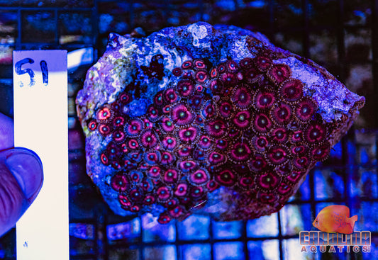 WYSIWYG 51 Zoa