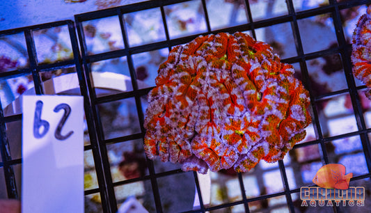 WYSIWYG 62 Acan