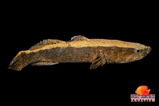 Misc - Goby Water Cow Jumbo