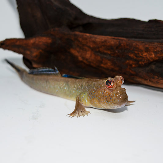 Mudskipper - West African Med