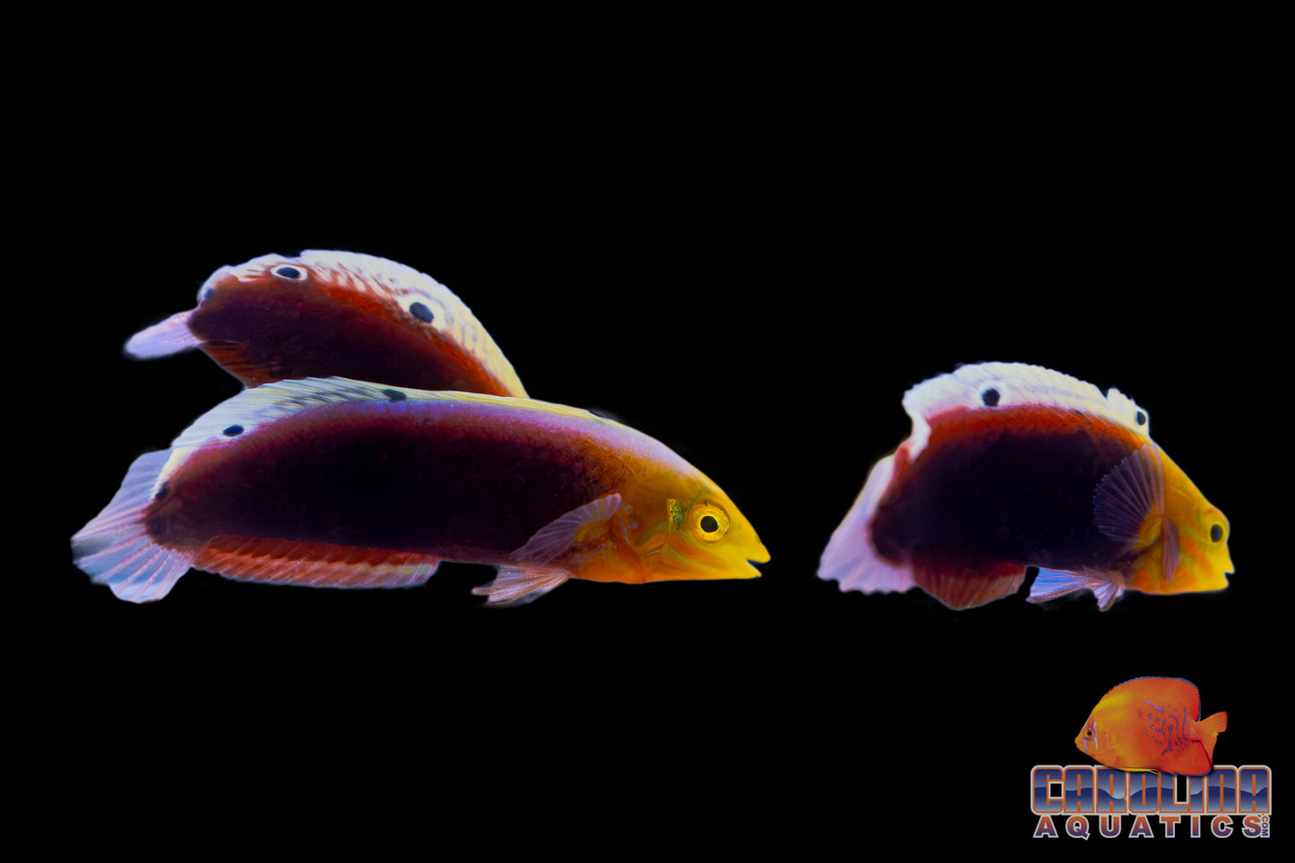 Wrasse - Radiant