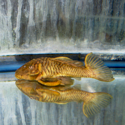 Pleco -Gold/Black Chubby L-056 2.5in