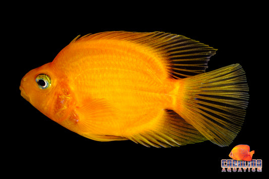 Cichlid - Parrot Yellow Med