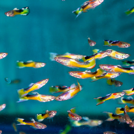 Guppy - Endler Yellow Tux
