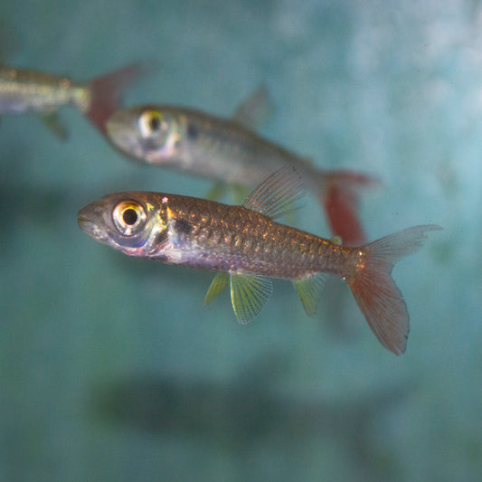 Chalceus - Yellowfin Lg