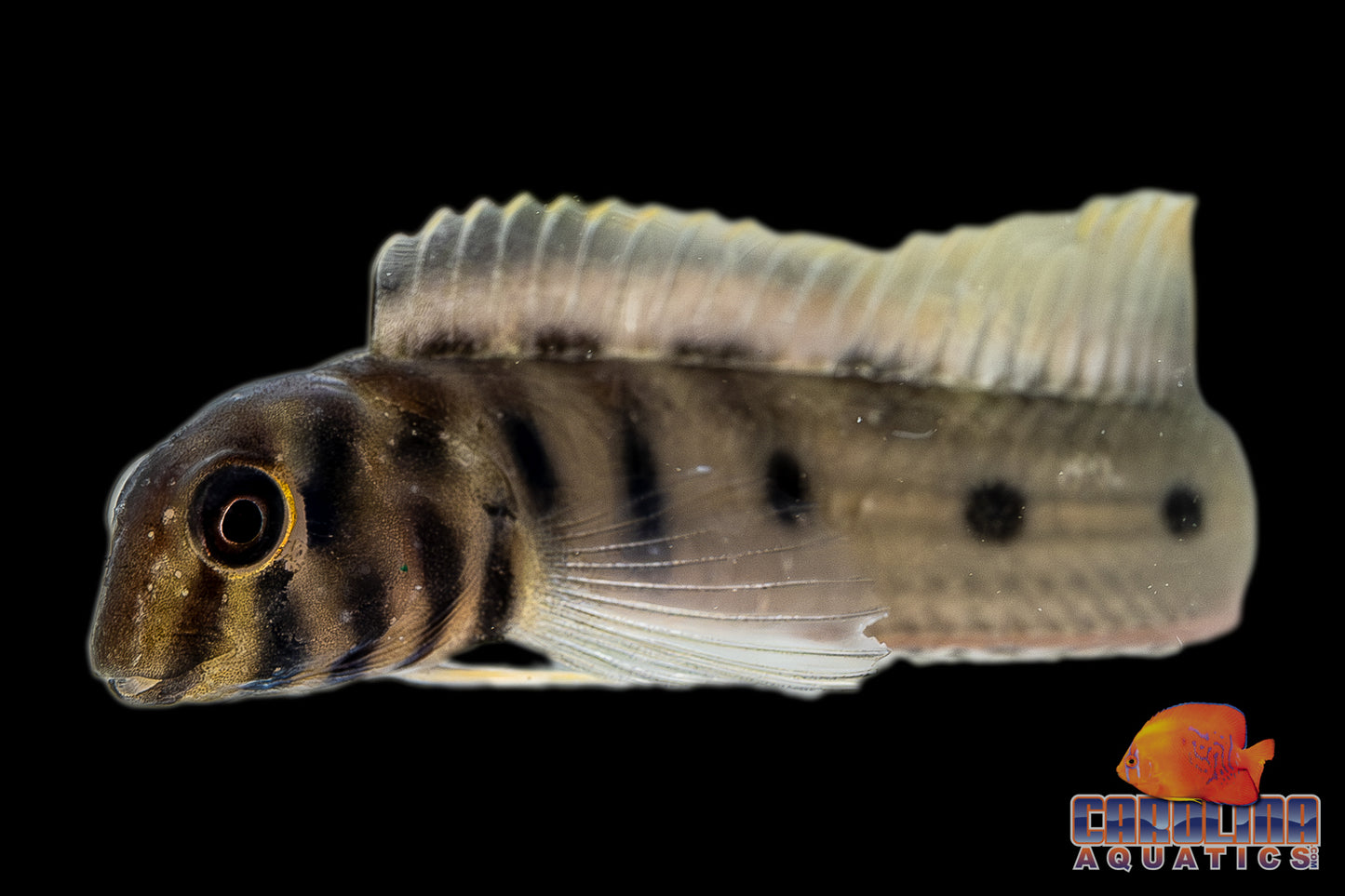 Misc - Blenny Zebra (Freshwater)